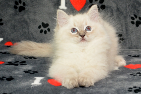 Jessica's blue lynx color point female kitten